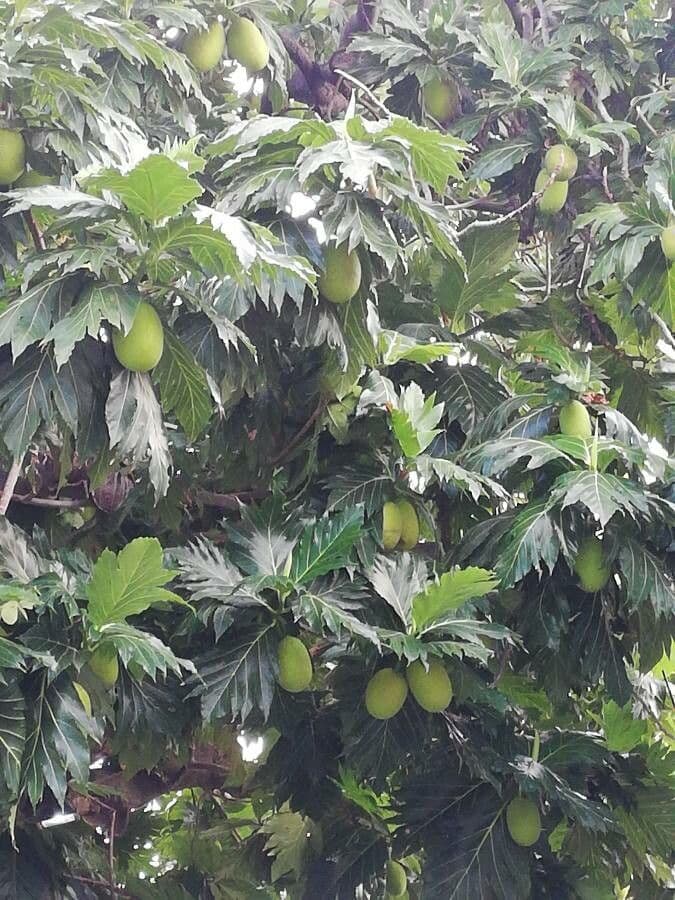 Albero del pane
