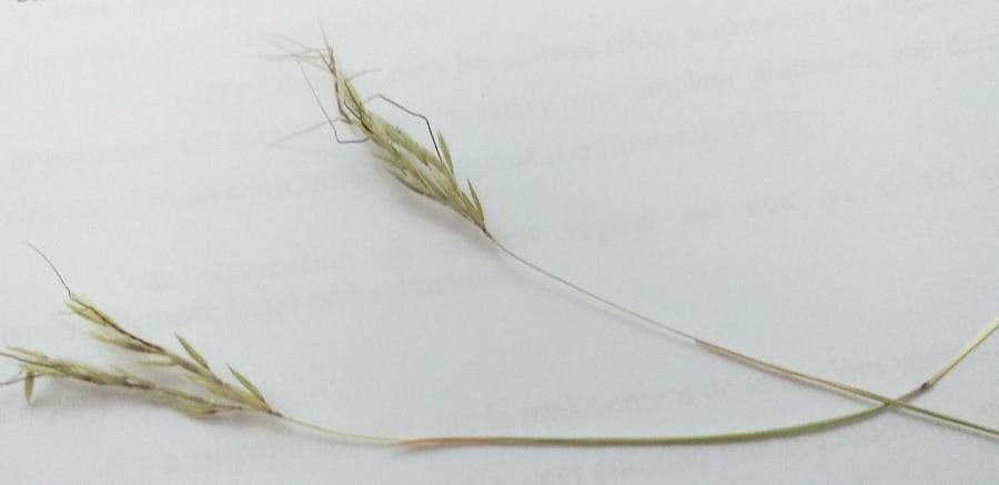 Bromus squarrosus 17