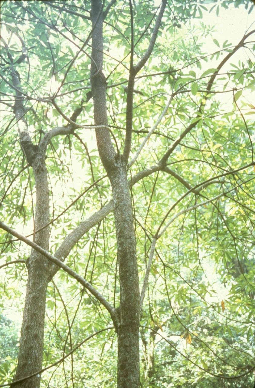 Ochrosia scarlatta