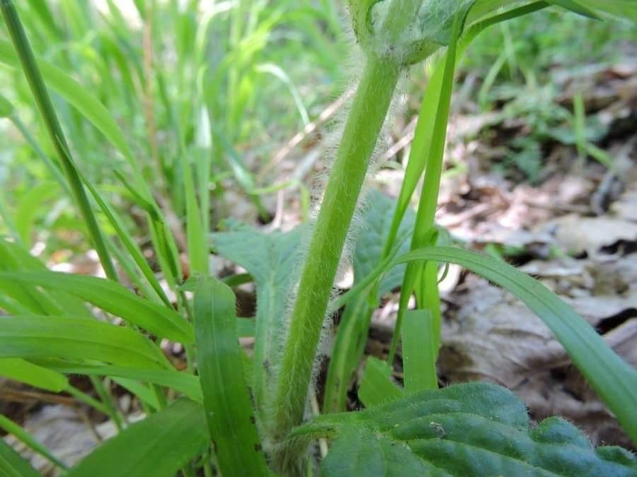 Ajuga orientalis 13