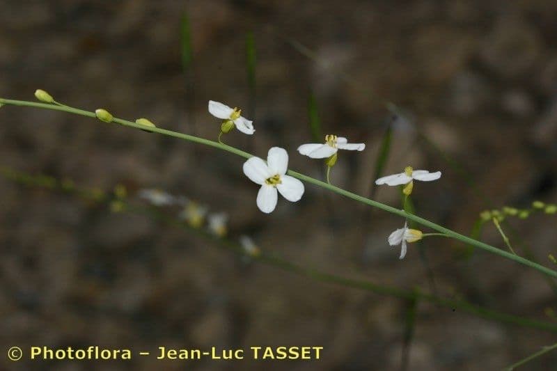Crambe filiforme 19