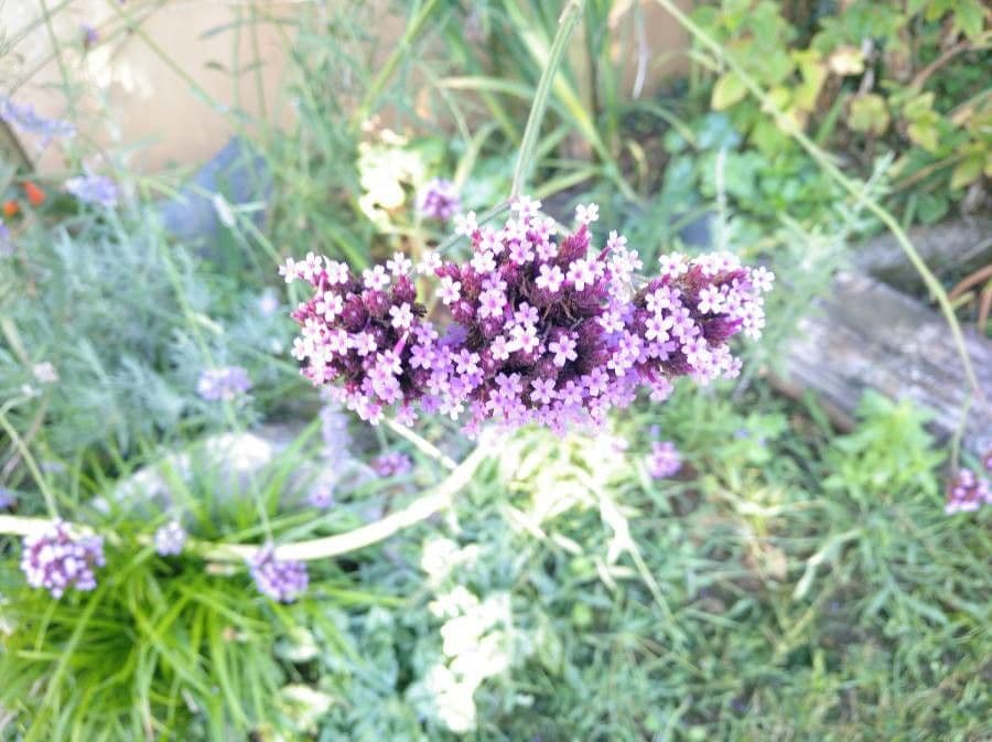 Verbena di Buenos Aires 29