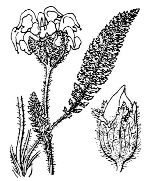 Pedicularis cenisia 17