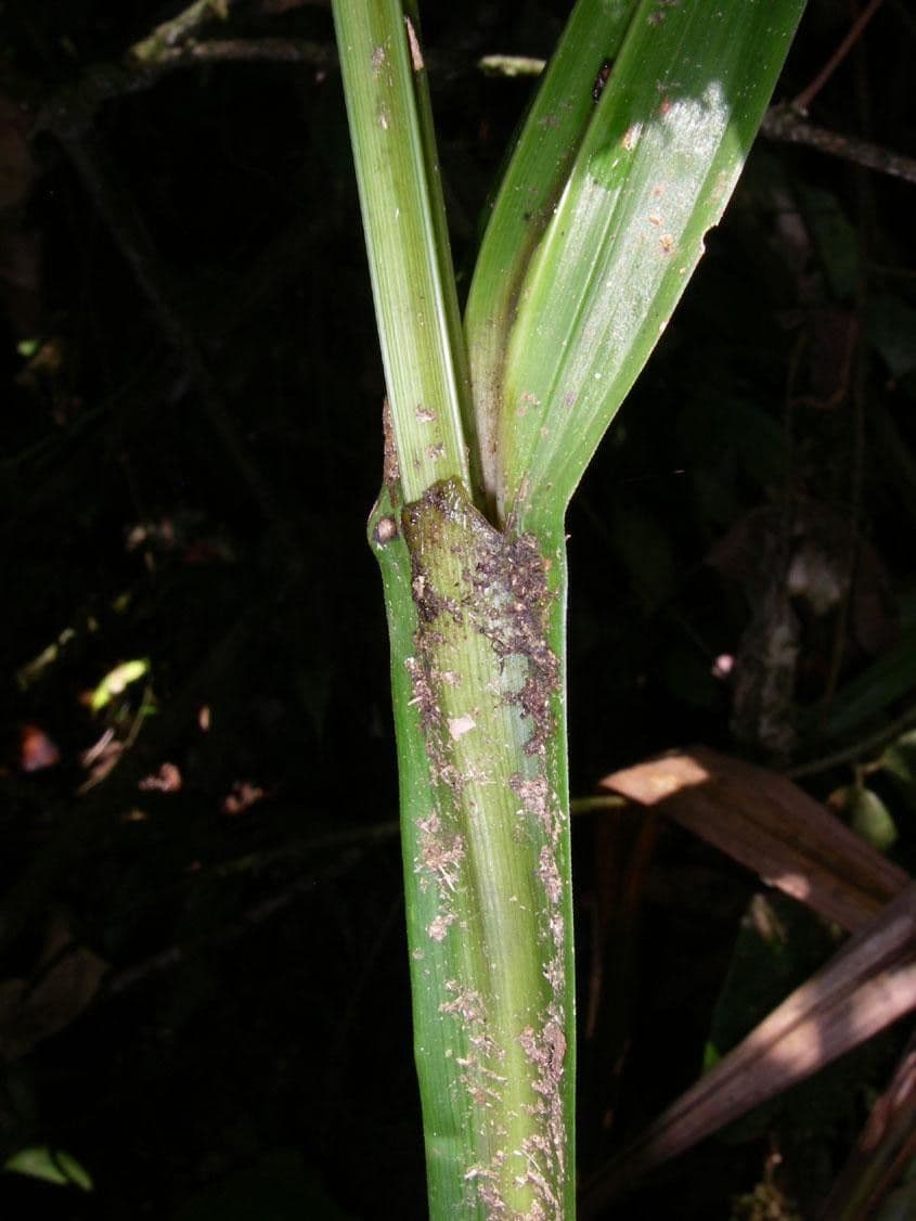 Scleria 12