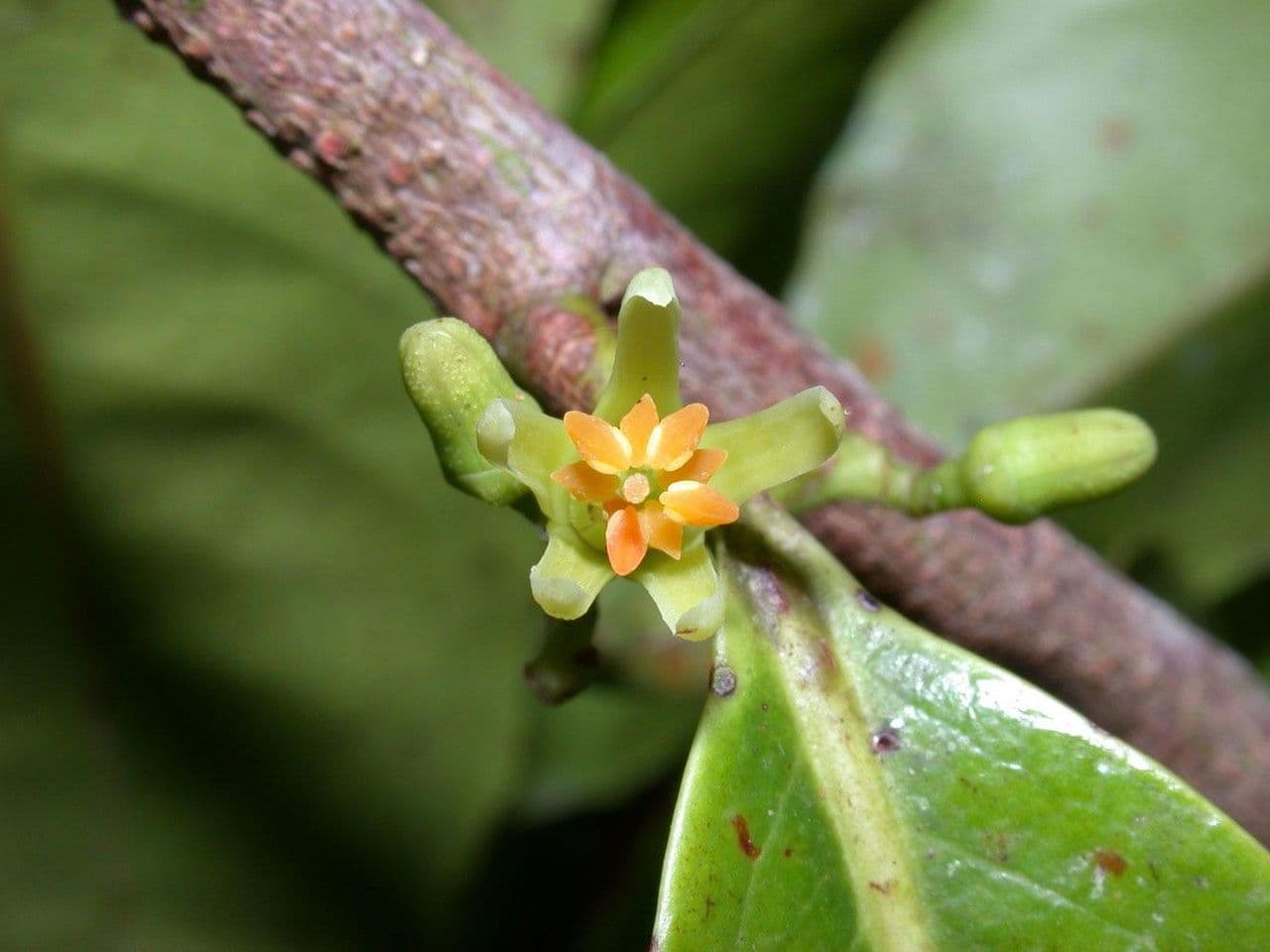 Sacoglottis 6