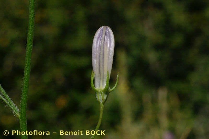 Campanula 2