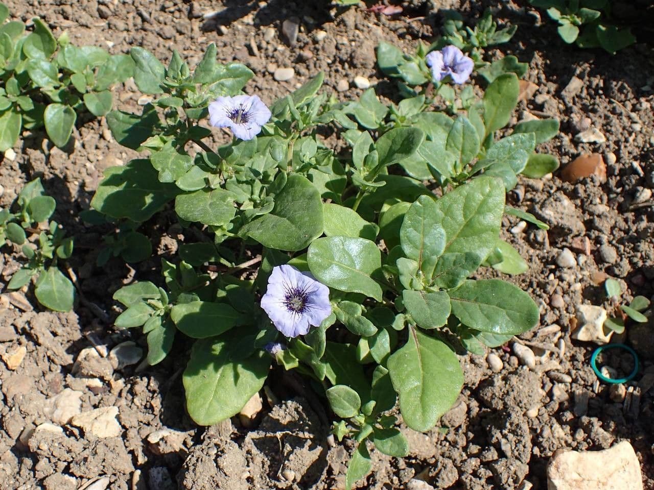 Kriechende Nolane 6