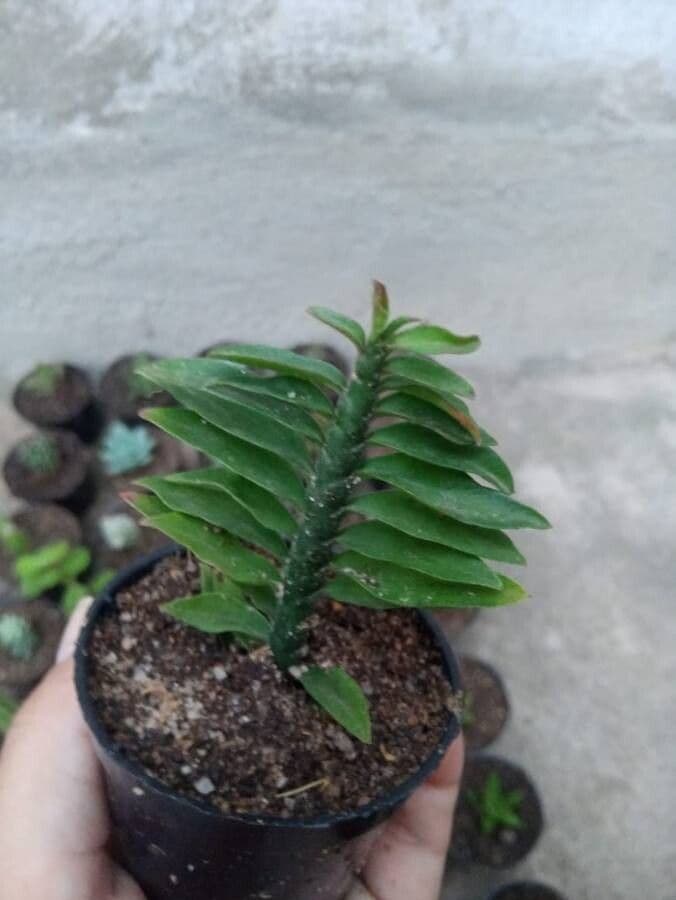 Dichaea pendula 2
