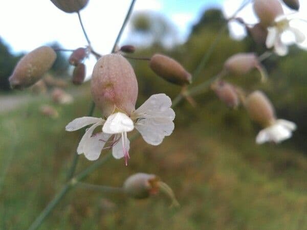 Silene común 10