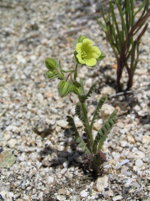 Emmenanthe penduliflora 10