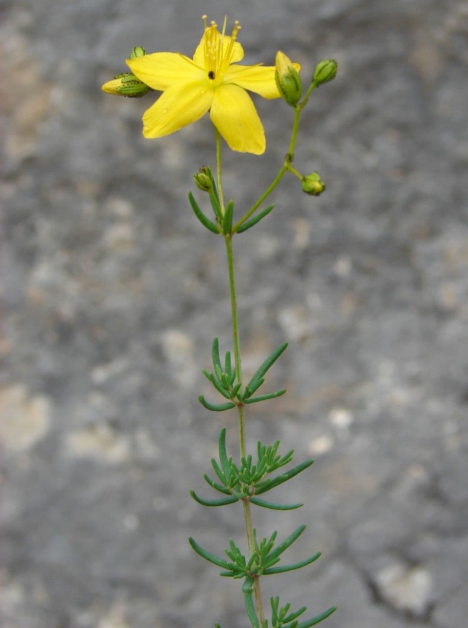 Hipérico de Coris