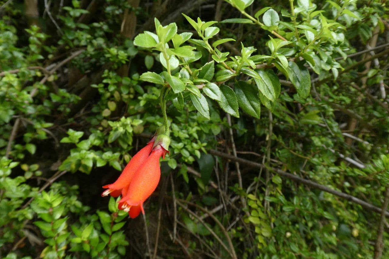 Mitraria 15