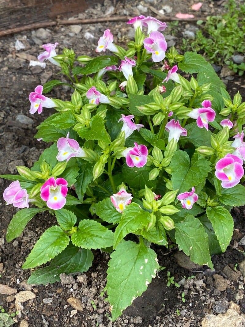 Torenia 9