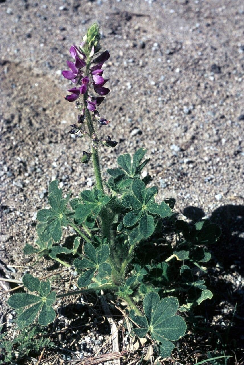Borstiger Lupine 8