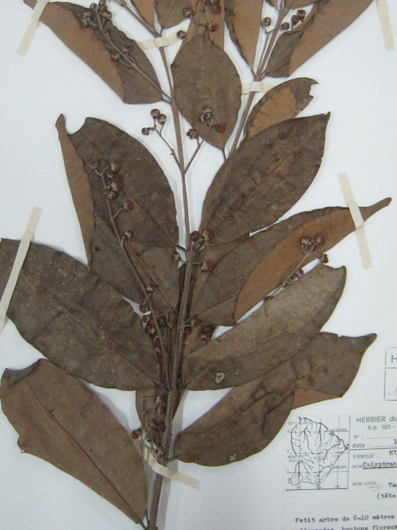 Eugenia