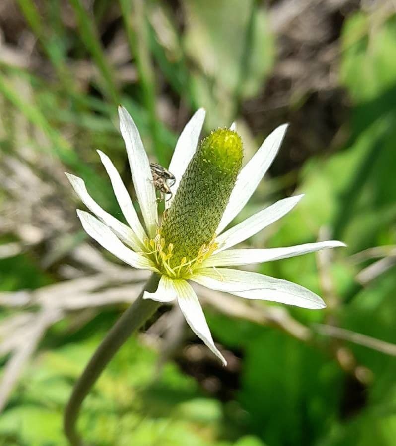 Süße Anemone 7