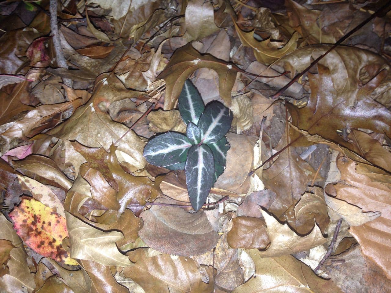 Chimaphila macchiata 21