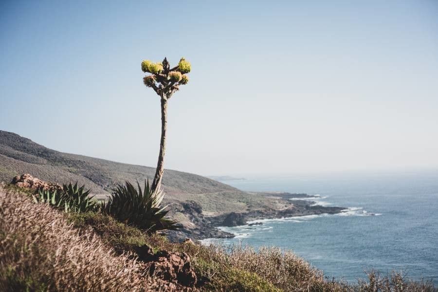 Agave di Shaw 3