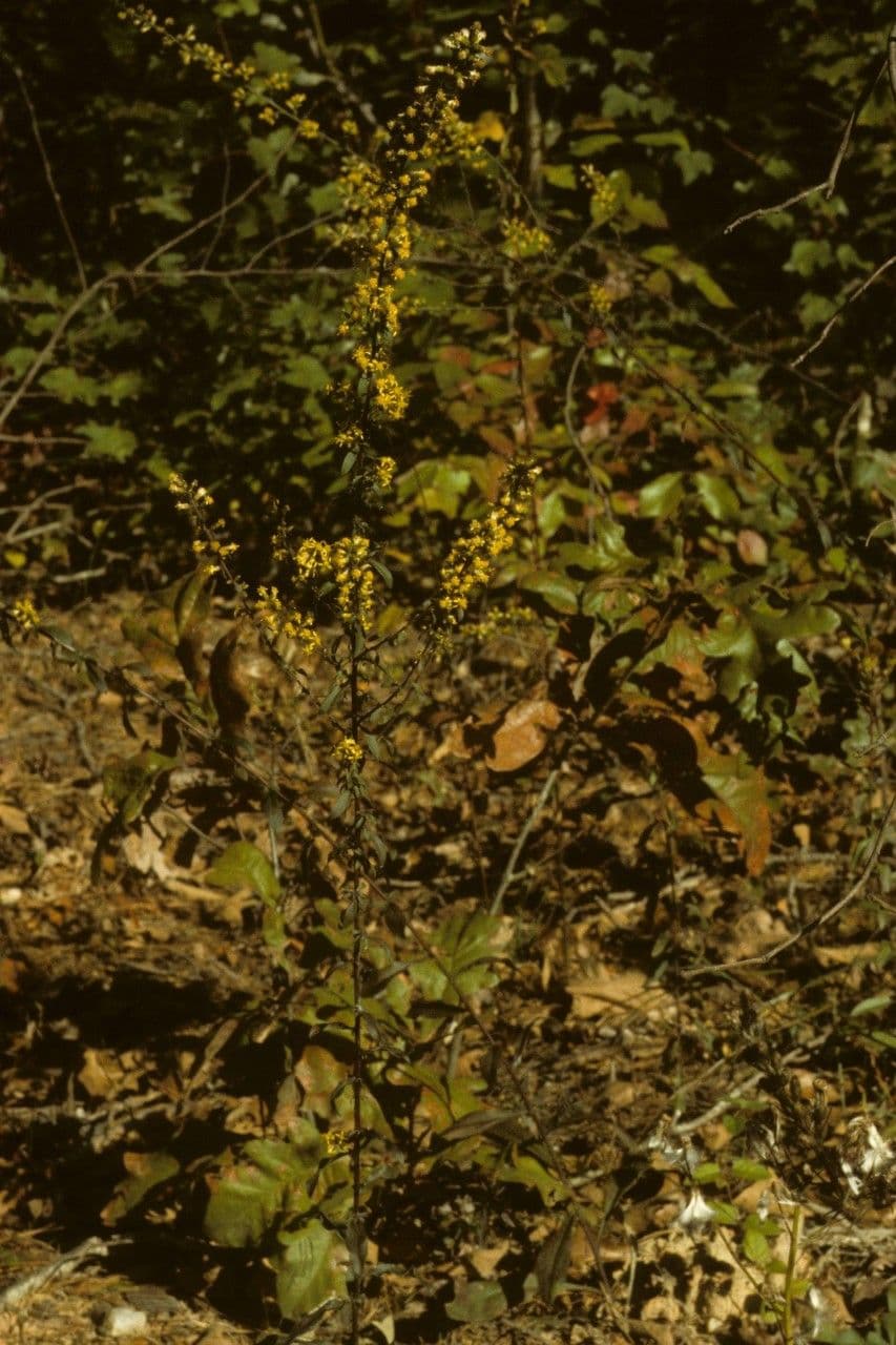 Verga d'oro 8