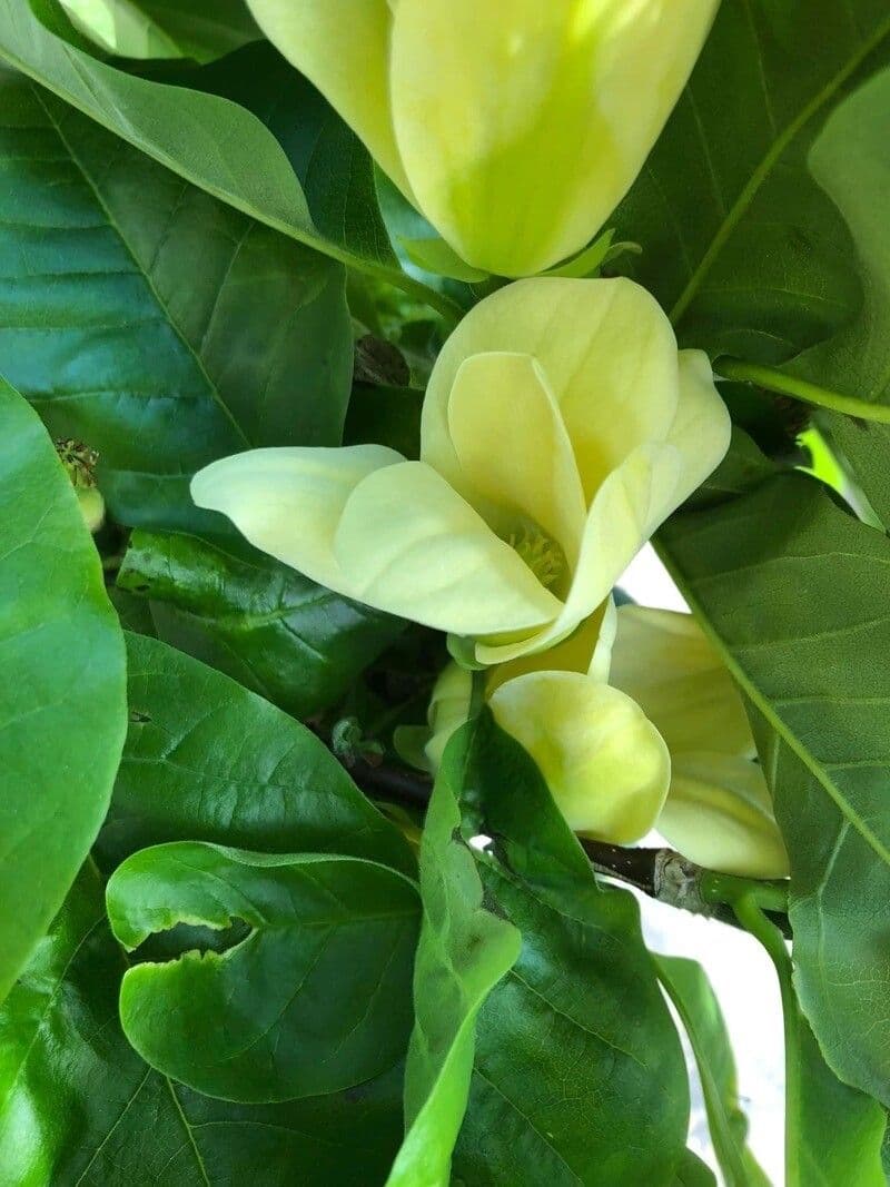 Magnolia acuminata 8