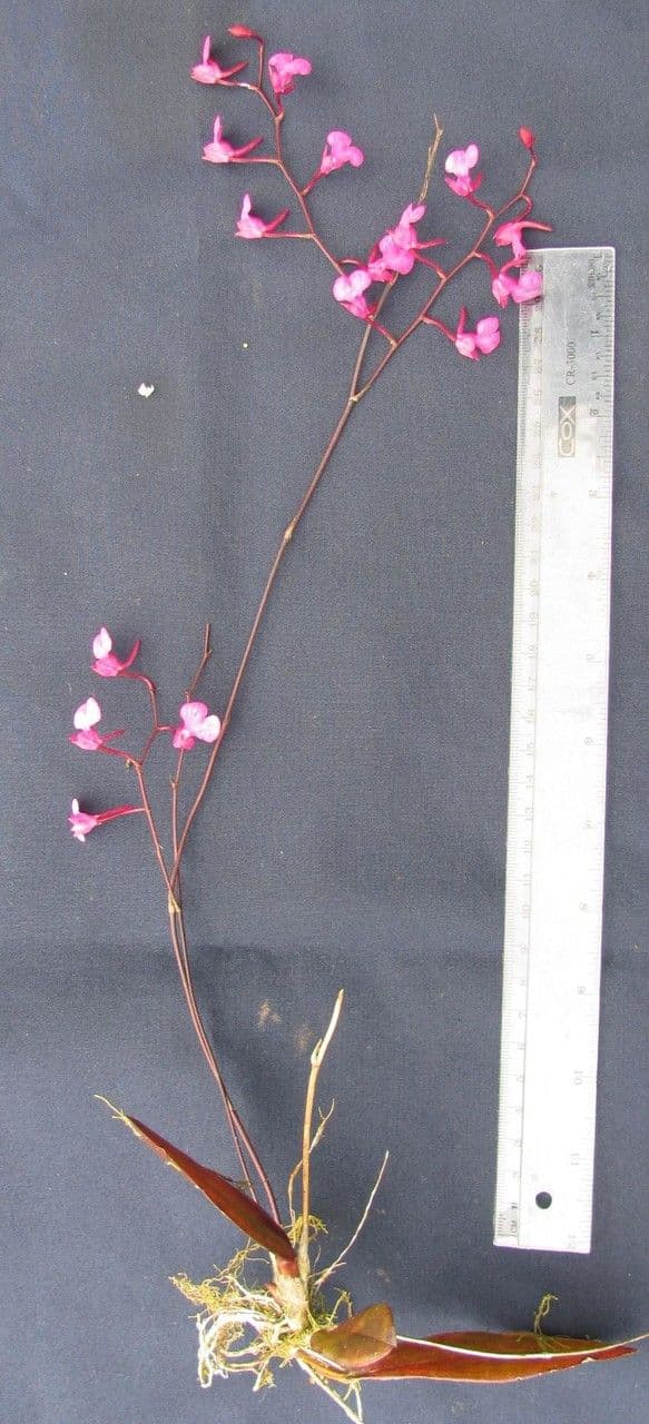 Orquídea caracol 11