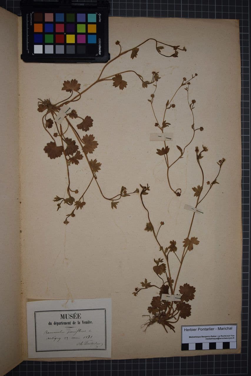 Ranunculus parviflorus 27