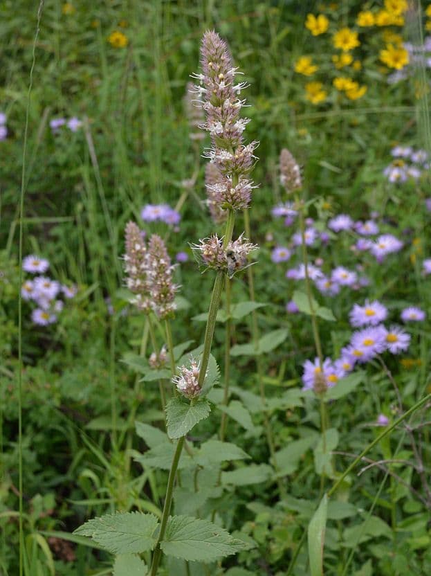 Agastache kopřivolistá 6