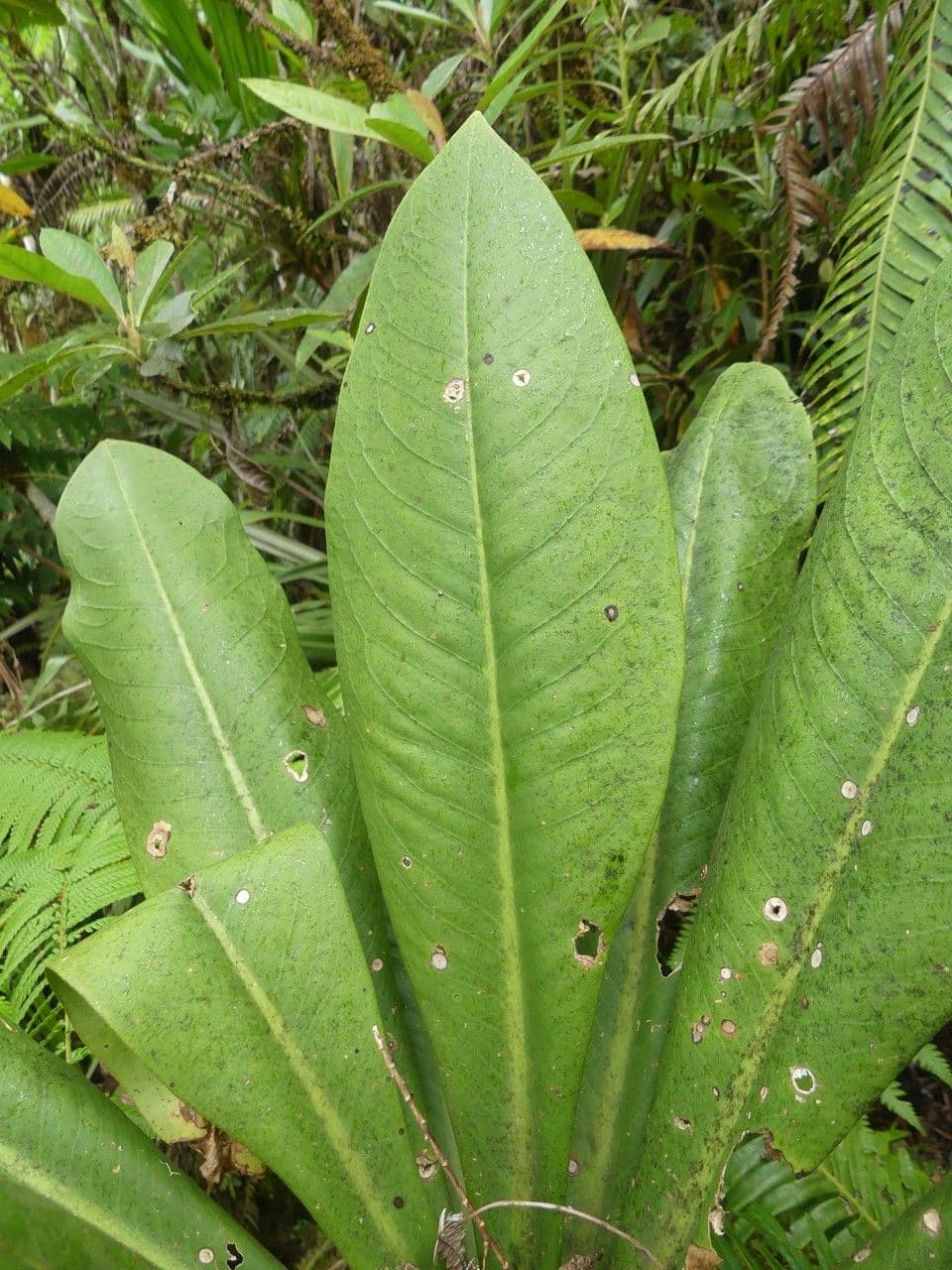 Badula 13