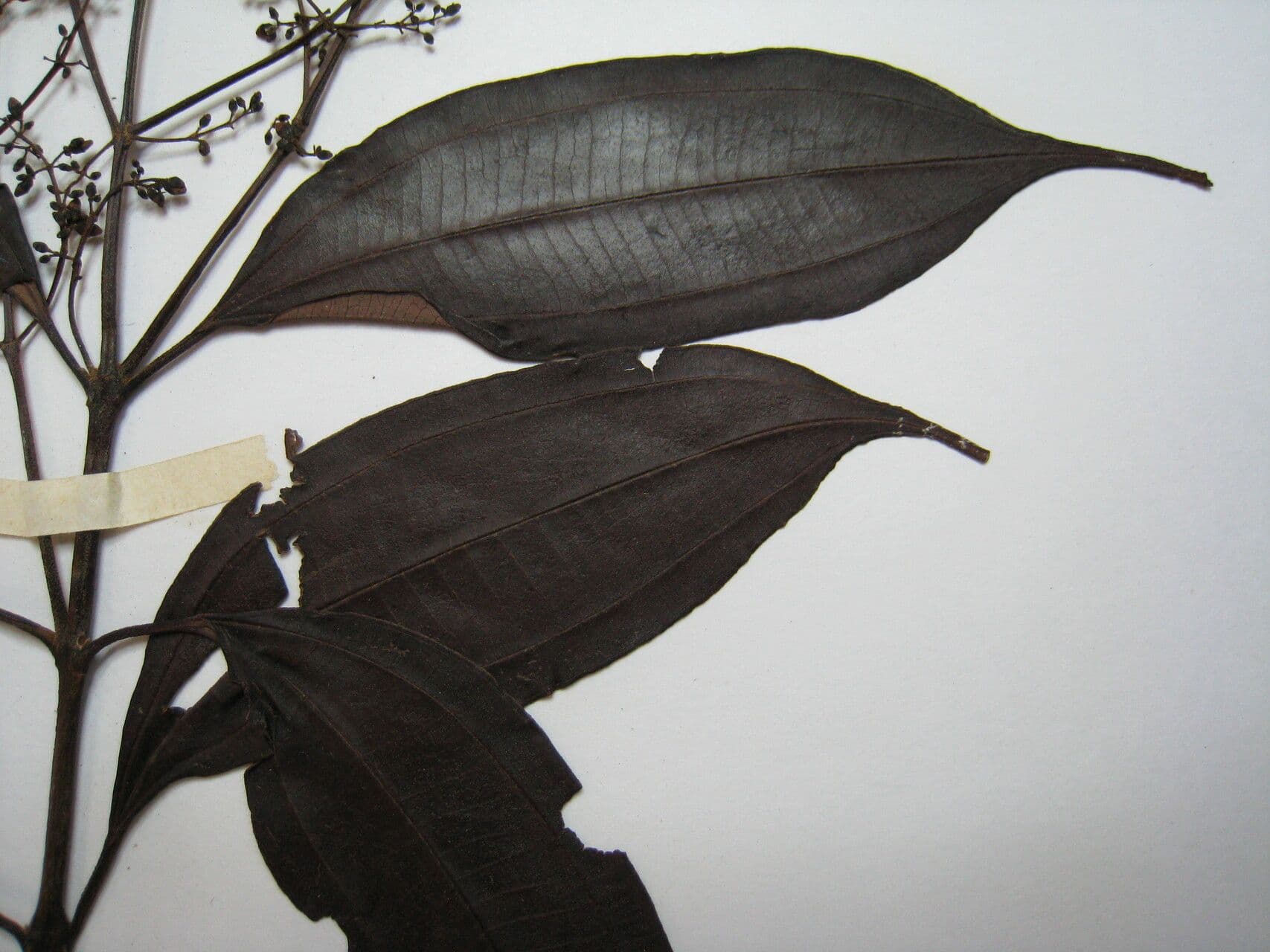 Miconia minutiflora 17