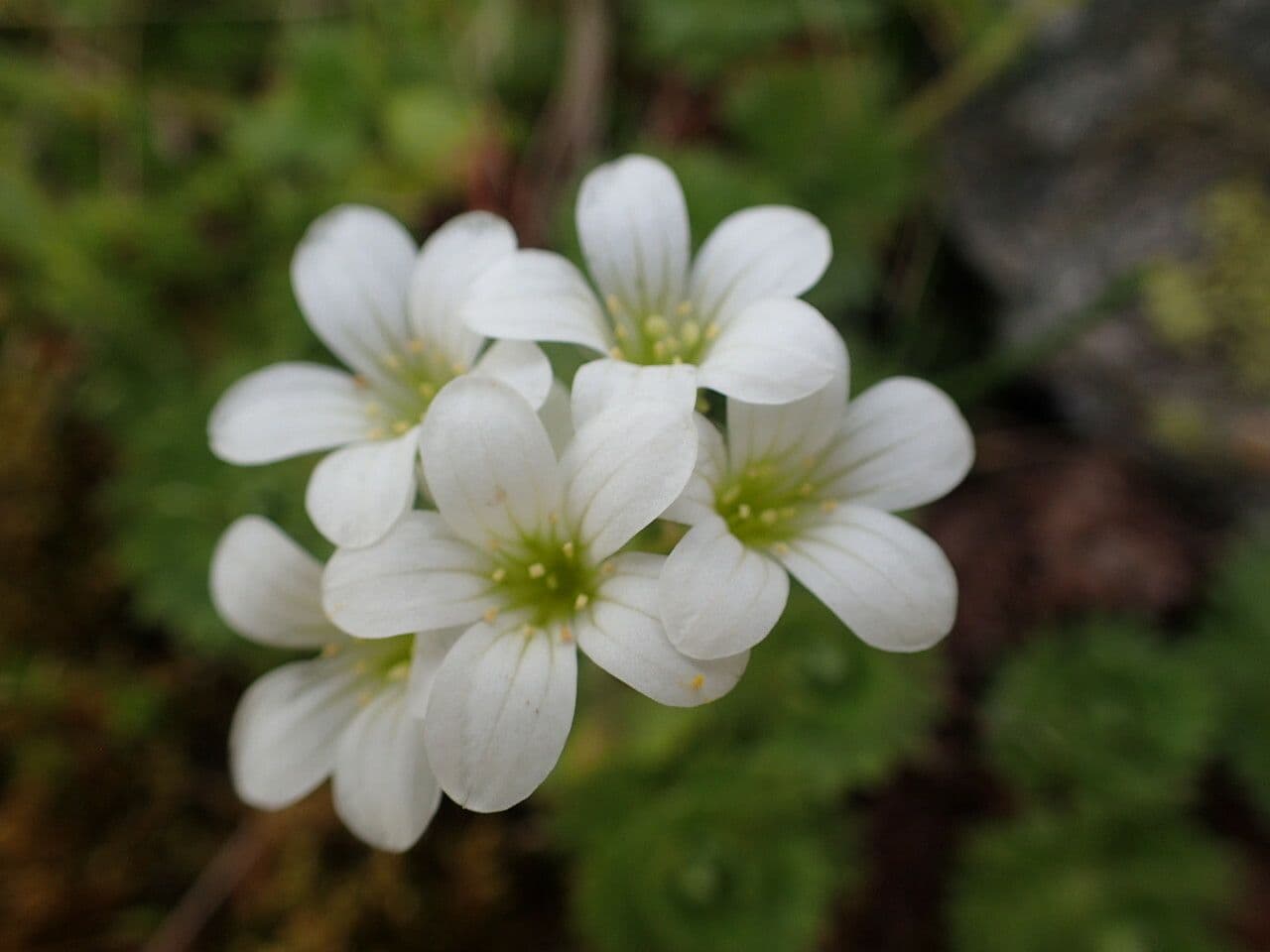 Steinbrech 5