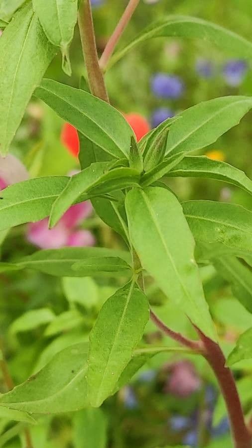 Clarkia amoena 16