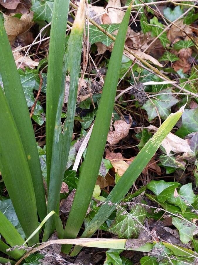 Iris fétide 16