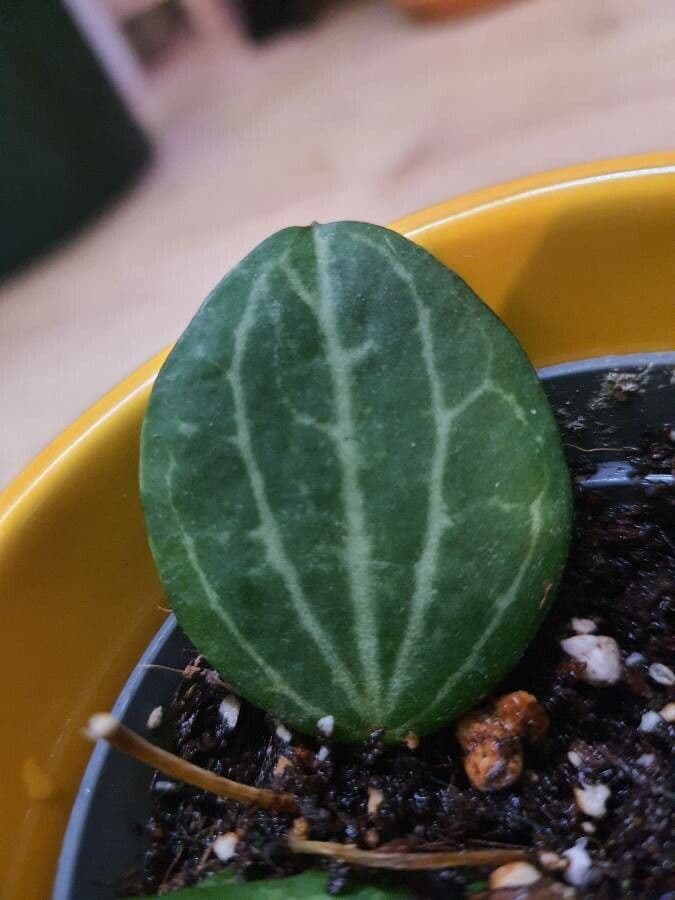 Dischidia 2