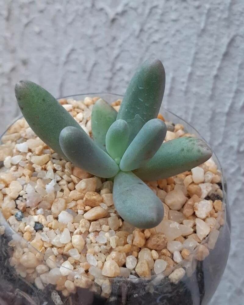 Pachyphytum 3