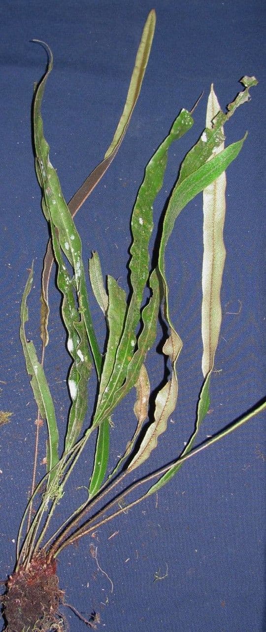 Elaphoglossum 4