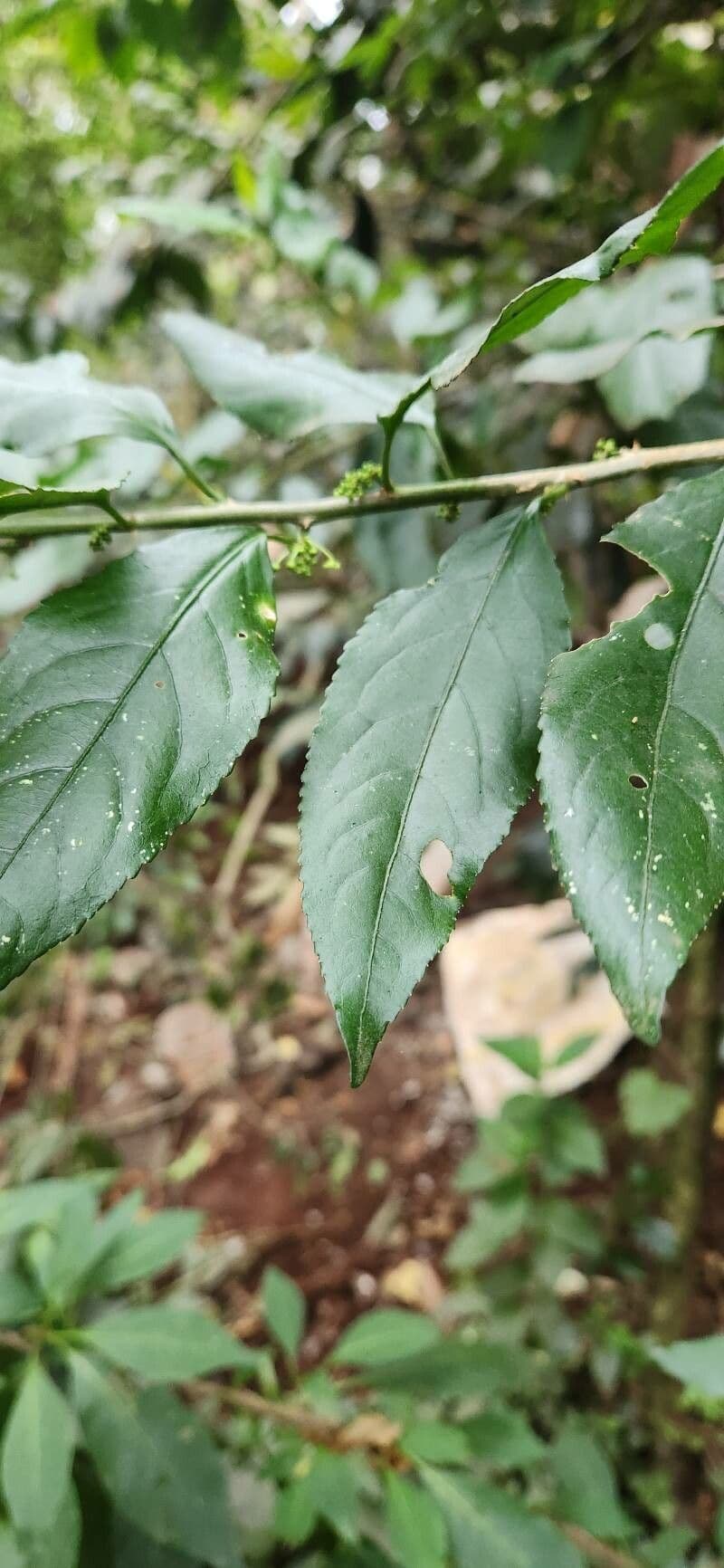 Erythrococca 3