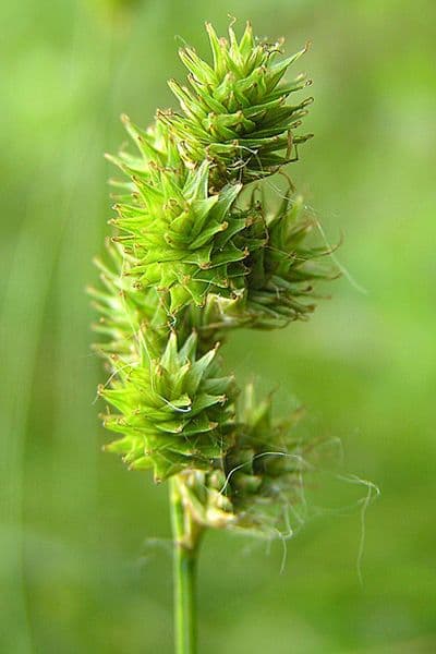 Carex normal