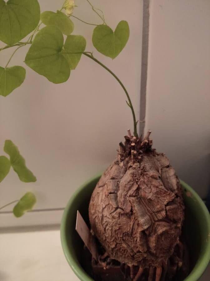 Dioscorea 10