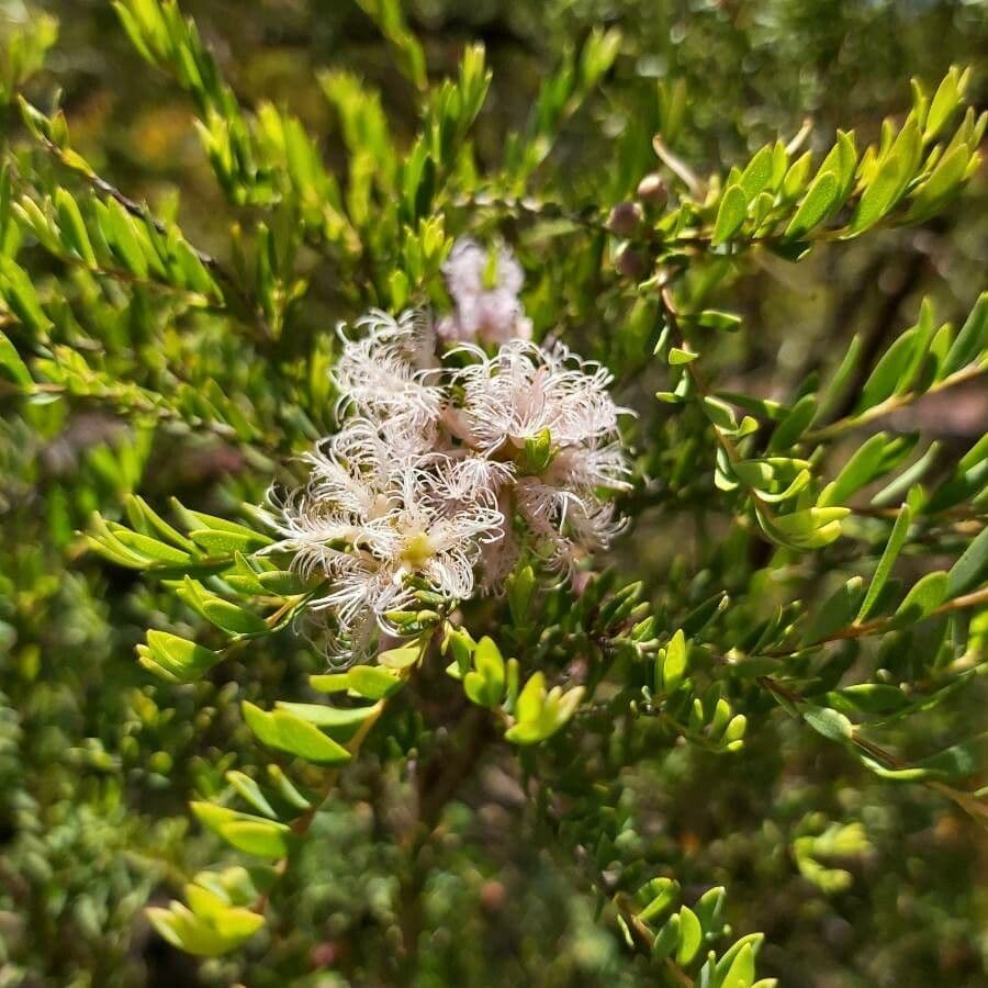 Melaleuca timo 2