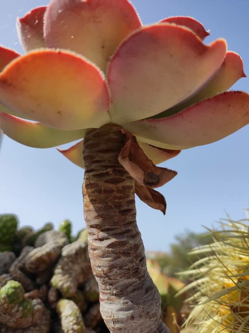  Aeonium canariense 15