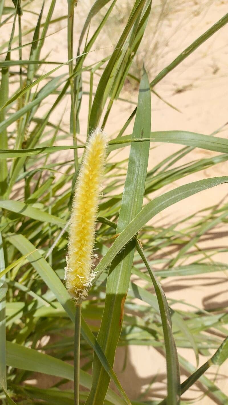 Cenchrus violaceo 4