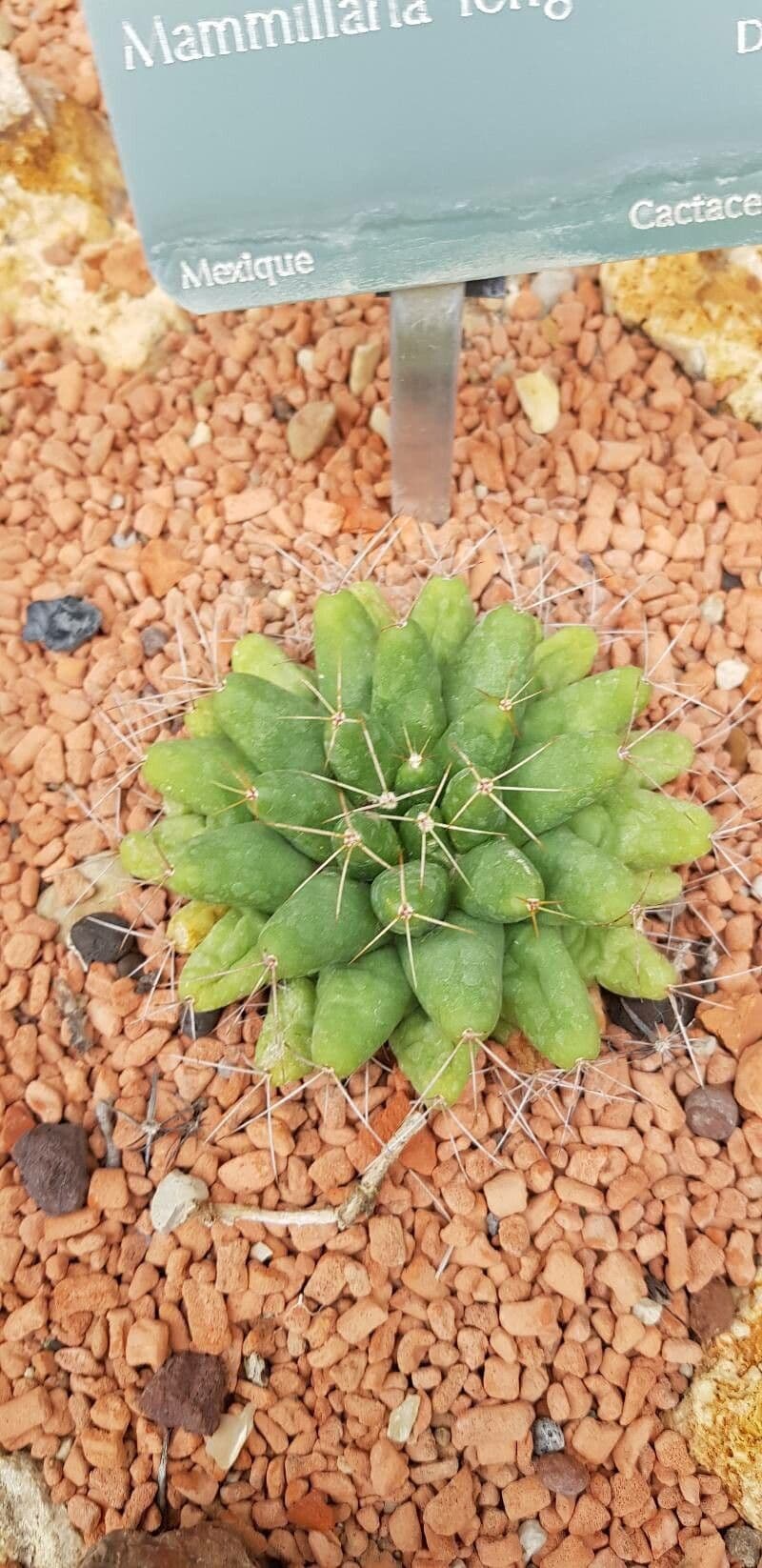 Cactus 9
