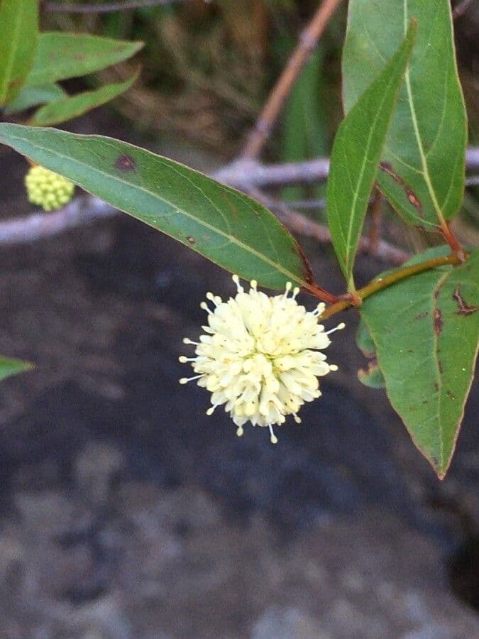 Smooth Buttonbush 2
