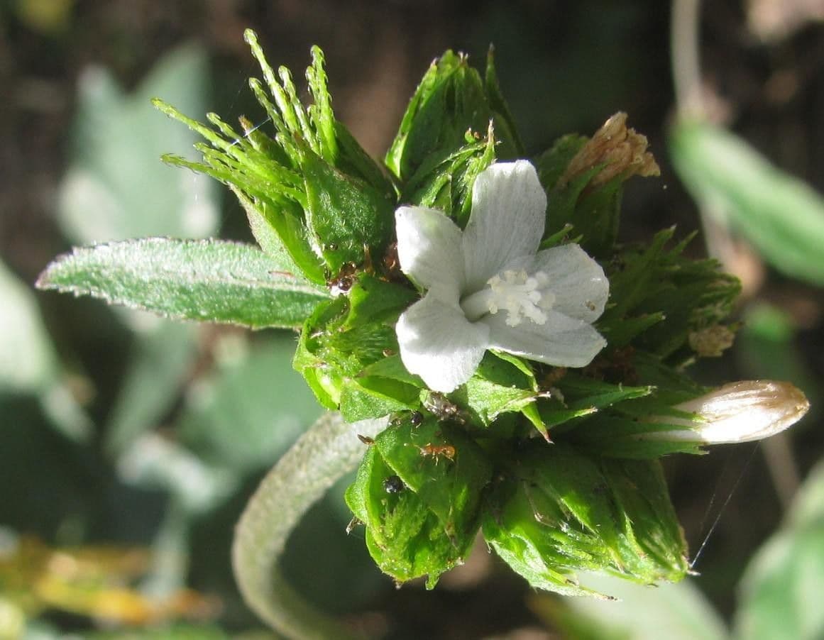 Pavonia arbustiva 3