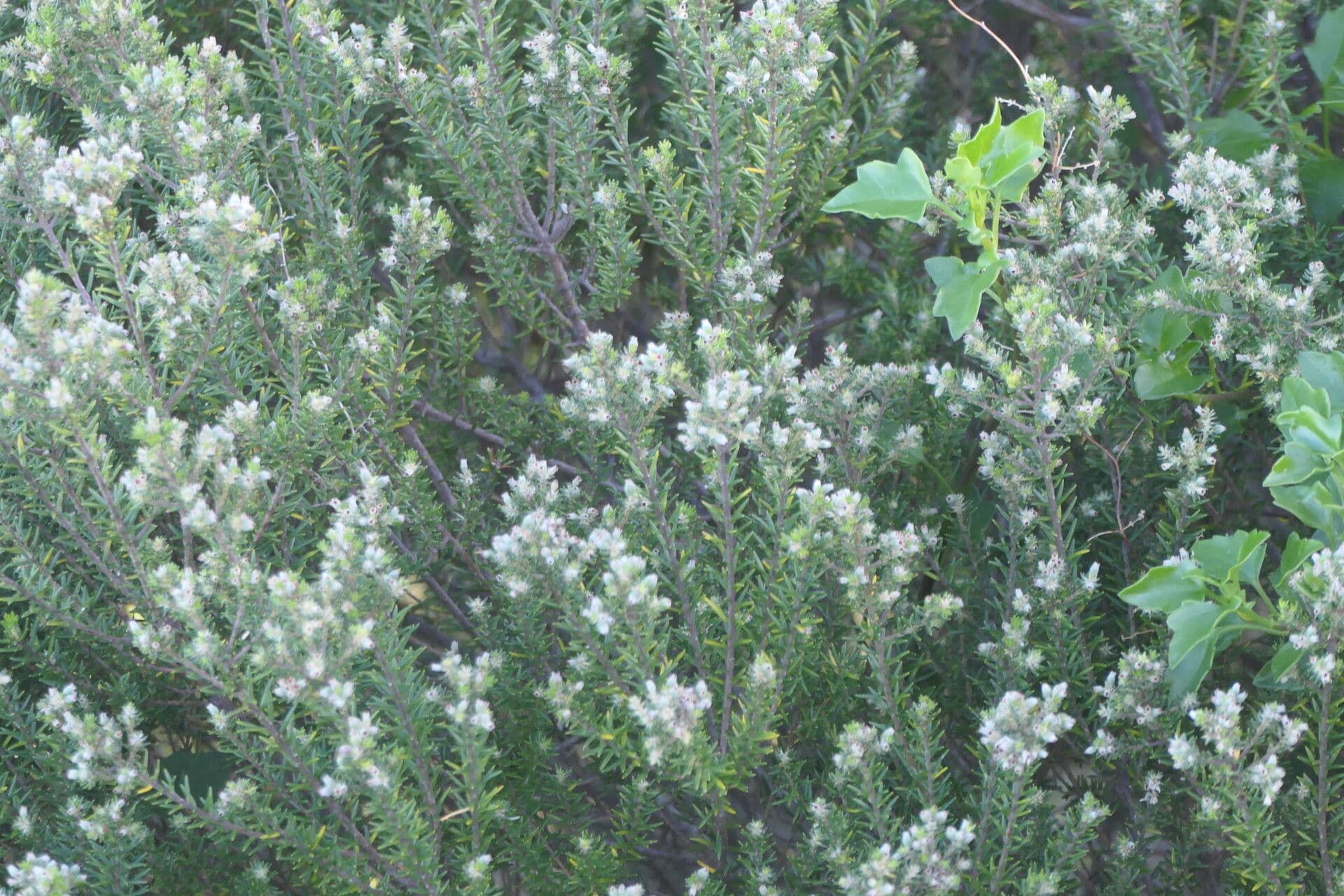 Phylica 3
