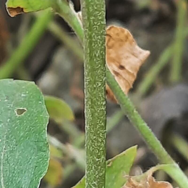 Synedrella nodiflora 20