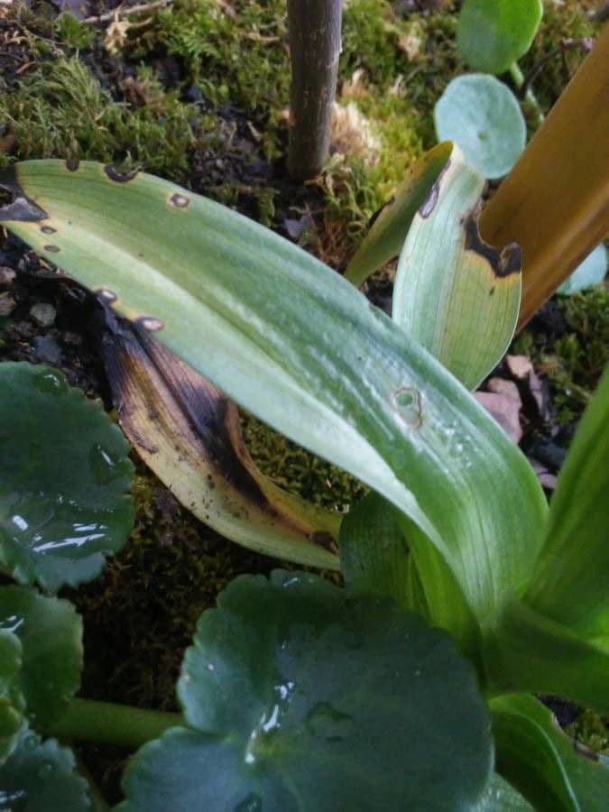 Serapias neglecta 16