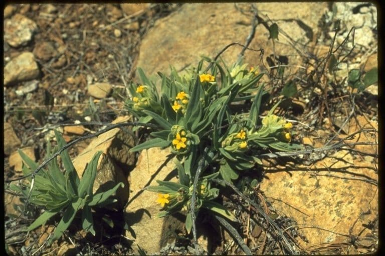Lithospermum 9