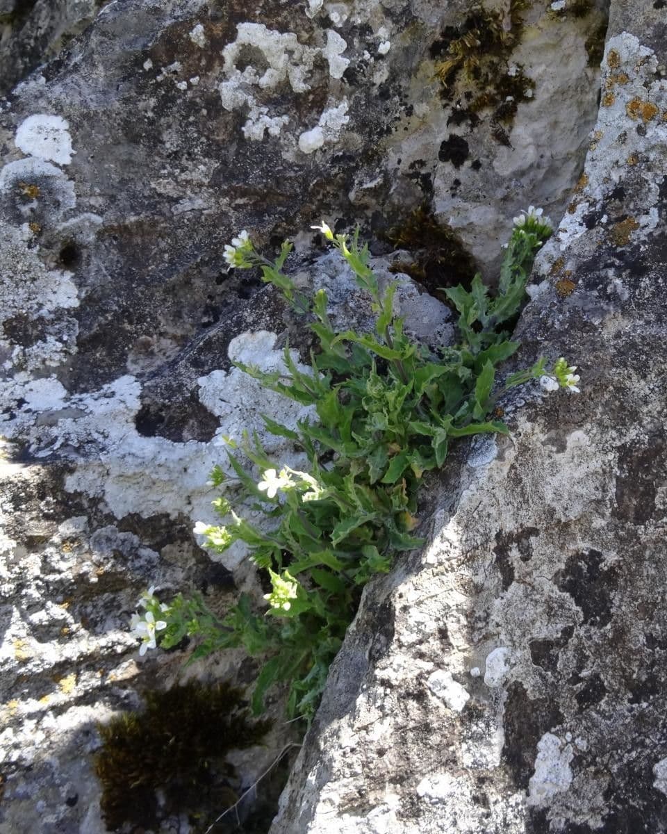 Draba murale 13