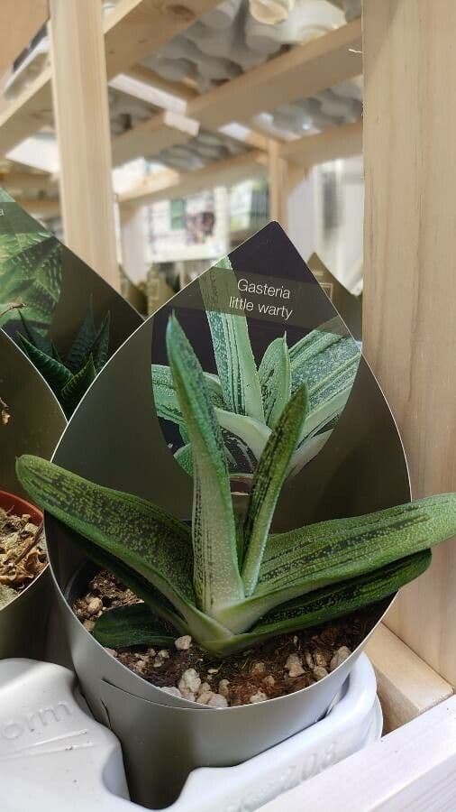 Gasteria 8